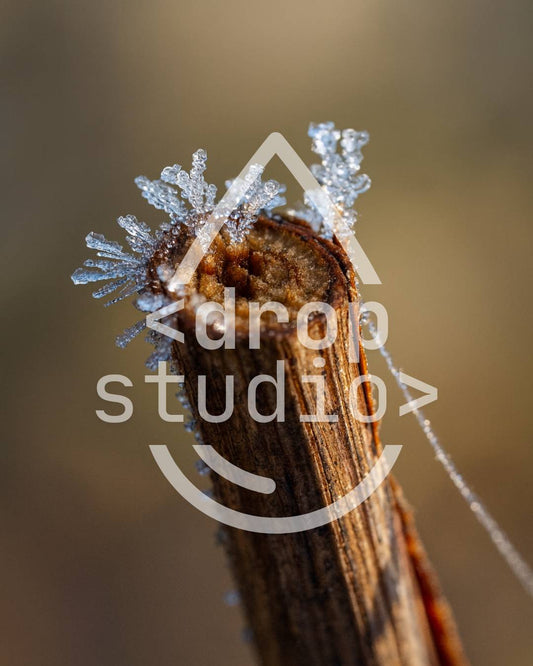 Drop_winter_2025_23